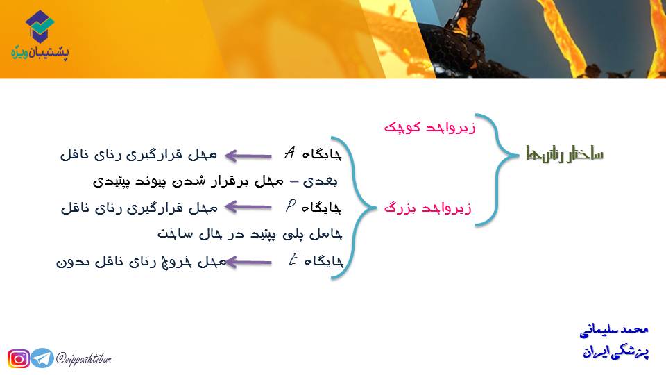 خلاصه نموداری گفتار1و2 فصل دوم زیست دوازدهم(آزمون 3 آبان 98) - تصویر 8