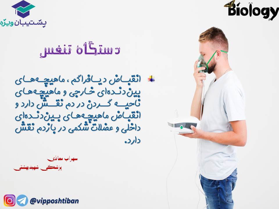 نکات فصل سوم زیست دهم (دستگاه تنفس) جلسه 1 (آزمون 3 آبان 98) - تصویر 8