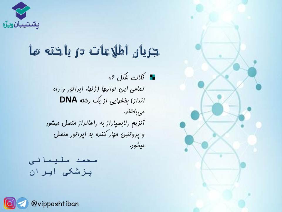 نکات جریان اطلاعات در یاخته‌ها زیست دوازدهم(17 آبان 98) - تصویر 4
