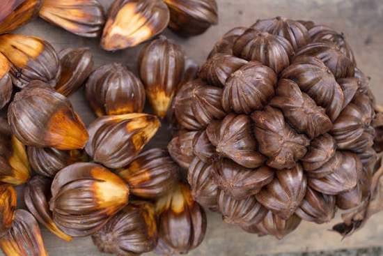 میوههای عجیب و هیجان انگیز آسیا را بشناسید! - تصویر 23
