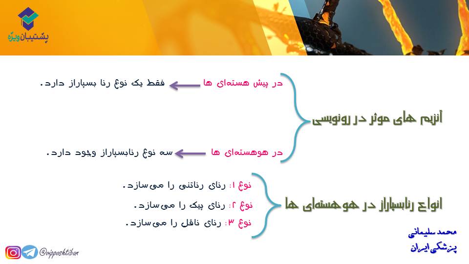 خلاصه نموداری گفتار1و2 فصل دوم زیست دوازدهم(آزمون 3 آبان 98) - تصویر 2