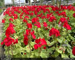 دیدنی‌های روستای گلزار پاکدشت از نظر دانشجوی پزشکی بورسیه - تصویر 3