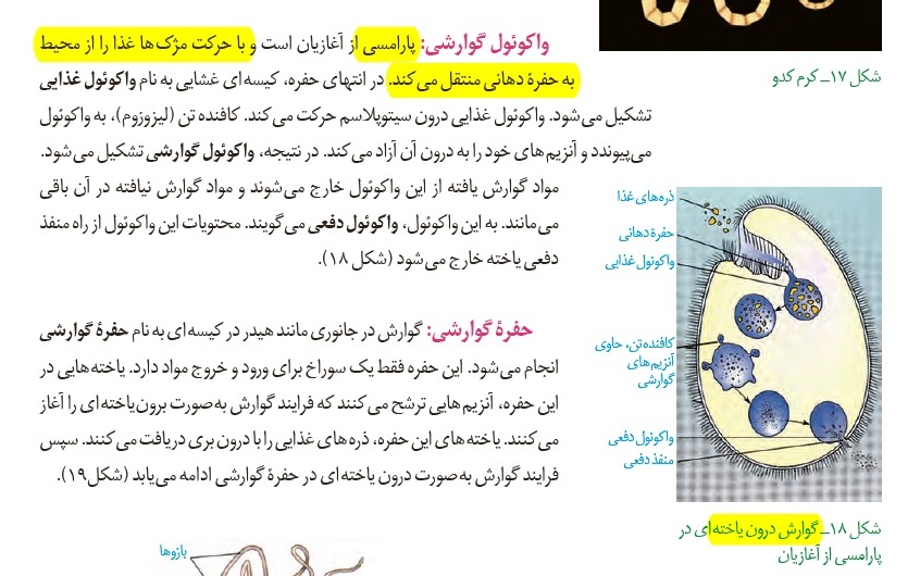 بررسی سوالات پرچالش آزمون 15آذر در درس زیست‌شناسی - تصویر 2