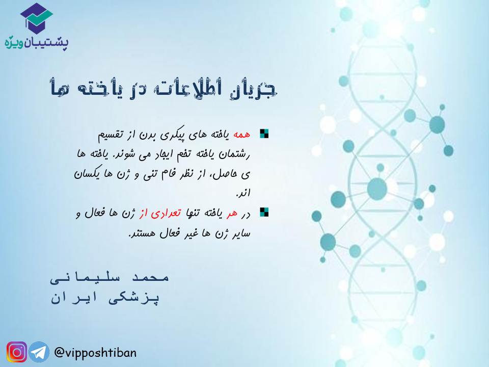 قیدنامه جریان اطلاعات در یاخته‌ها زیست دوازدهم ( 17 آبان 98 ) - تصویر 2