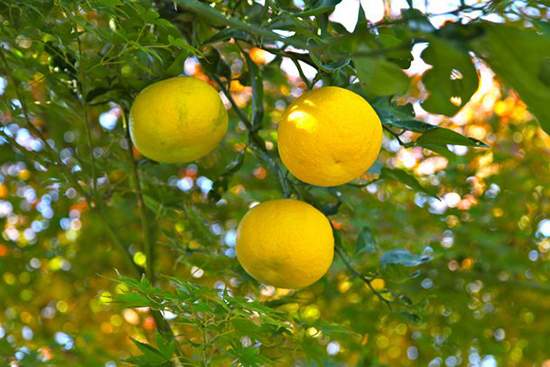 میوههای عجیب و هیجان انگیز آسیا را بشناسید! - تصویر 3