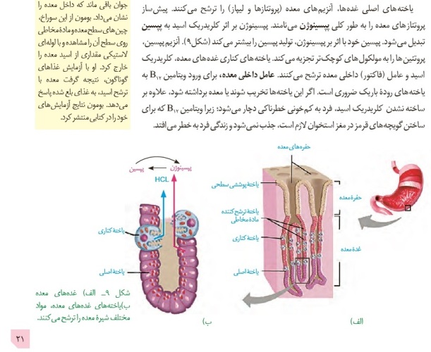 بررسی سوالات پرچالش آزمون 15آذر در درس زیست‌شناسی - تصویر 5