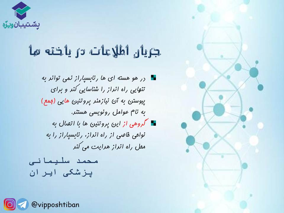 قیدنامه جریان اطلاعات در یاخته‌ها زیست دوازدهم ( 17 آبان 98 ) - تصویر 7