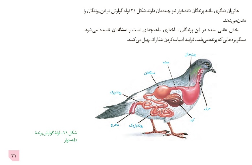 بررسی سوالات پرچالش آزمون 15آذر در درس زیست‌شناسی - تصویر 7
