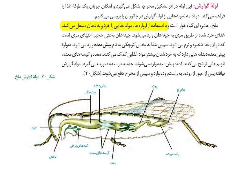 بررسی سوالات پرچالش آزمون 15آذر در درس زیست‌شناسی - تصویر 3