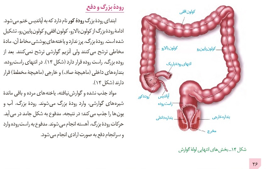 بررسی سوالات پرچالش آزمون 15آذر در درس زیست‌شناسی - تصویر 8